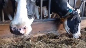 Чем кормят коров на ферме в Германии? - работа на ферме в Германии 🔥🔥😉