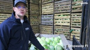Капуста Сторидор - выбор супермаркетов! Опыт выращивания КФХ Люберт.