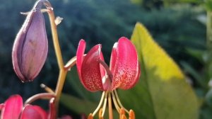 Лилия Мартагон в нашем саду 2023. Угадаем сорт?