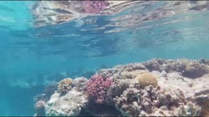 Egypt Hurghada Snorkeling - Tropitel Sahl Hasheesh coral reef 2021