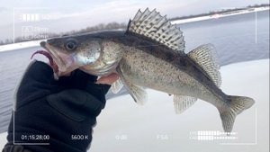 Рыбалка с закраины на Волге. Микроджиг в Дубне.