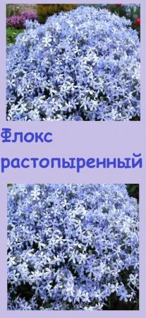 Люблю ФЛОКСЫ НА КЛУМБЕ И В КАШПО, расскажу о трех видах этого цветка, которые выращиваю у себя