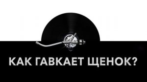 Как гавкает щенок? 🐶 Звук гавкающего щенка и какие звуки издает щенок