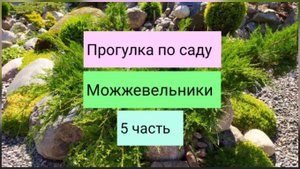 Прогулка по саду. Можжевельники
(5 часть).