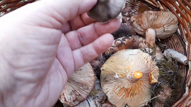 Сбор грибов в декабре.моя корзина.грибы Кубани. 8 декабря смотреть онлайн