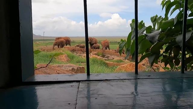 Наше двухдневное Сафари в Африке. Tsavo East National Park. смотреть онлайн