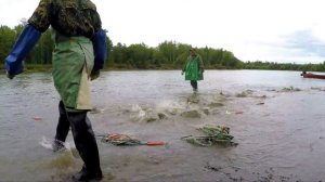 Работа на неводе на реке Камчатка.