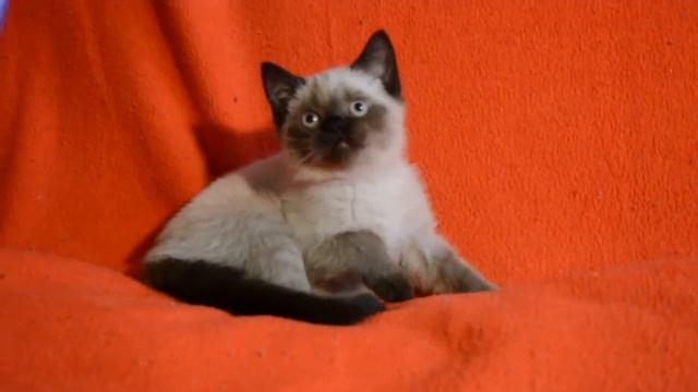 Купить шотландского котенка редкого окраса. Котята для Вас!