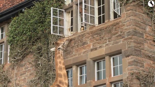 Giraffes | African Savanna #3 🦒 | Learn to Read - Animals for Kids Toddlers & Babies | Wild Africa