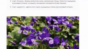 Виола в горшке, посадка и уход