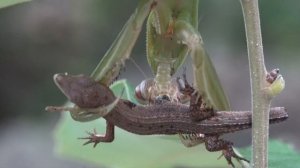 The sound of a praying mantis “hunting” and eating Japanese grass lizard “chewing sound