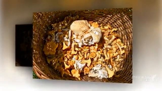 Albatrellus cantharellus - fungi kingdom смотреть онлайн