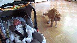 Кот впервые увидел спящего младенца