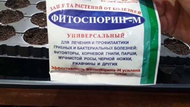 Лук репчатый из семян!