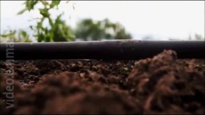 Системы капельного полива опыт в Израиле