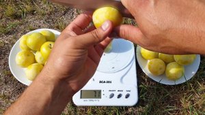 Супер врожайний сорт.Слива Диплоїдна Широ .Запилювач для Диплоїдних сливок.