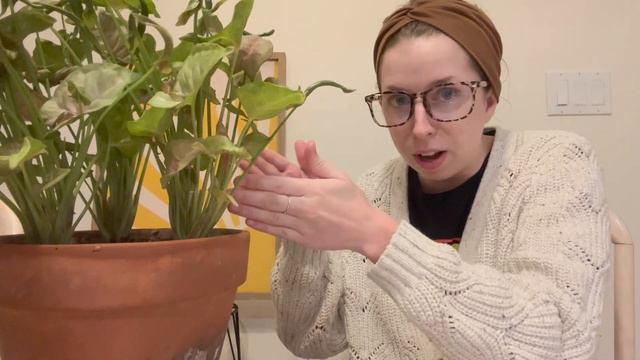 Lets propagate my  Pink Syngonium  this plant hates me but I still love it