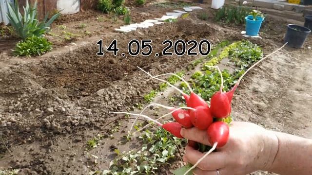 Что можно вырастить на глиняной почве? Дачный урожай за сезон 2020 смотреть онлайн