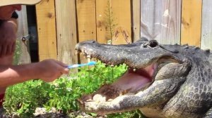 Крокодил который очень любит чистить зубы