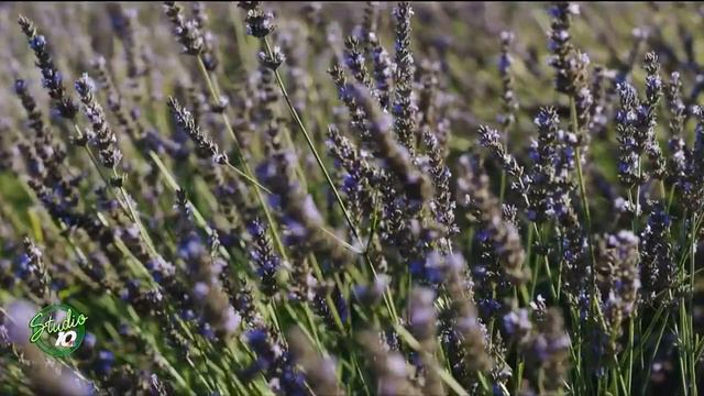 Lavender season is in full bloom! смотреть онлайн