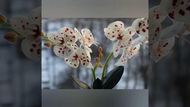 Пятнистая орхидея фаленопсис ручной работы смотреть онлайн