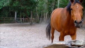 Horses!  Learn about Horses for Children