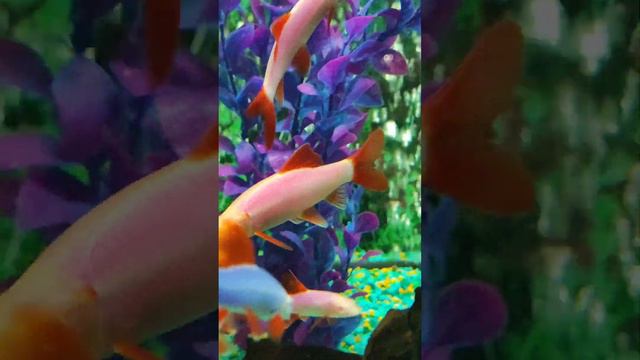 Релакс у аквариума, яркие краски подводного мира. смотреть онлайн