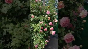 Роза Джубили Серебрейшн