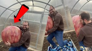 Делаю из бетона реалистичное Яблоко 40 кг