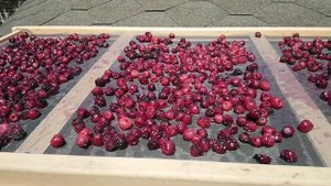 Вяленая черешня на зиму.Dried cherries for winter