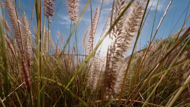 Акерманські степи. Адам Міцкевич смотреть онлайн