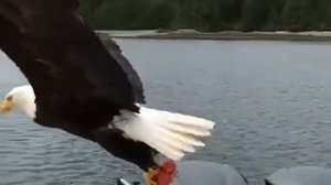 Орел украл у рыбаков кусок лосося