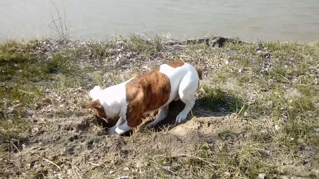 Серега на рыбалке Американский бульдог смотреть онлайн