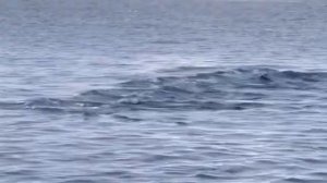 Охота косаток на тюленя