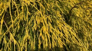Chamaecyparis pisifera ' Golden Mop ' Dwarf Sawara Cypress March 12, 2020