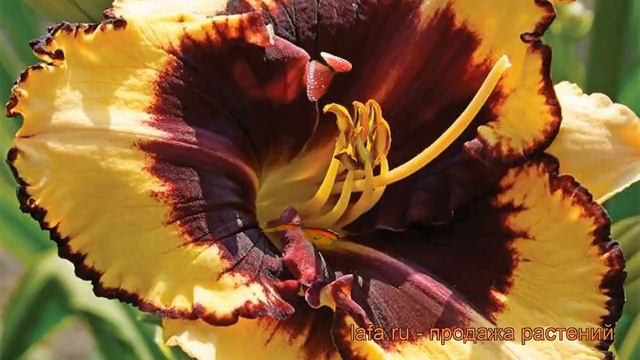 Лилейник гибридный Тайгер Блад (hemerocallis) ? обзор: как сажать, рассада лилейника Тайгер Блад смотреть онлайн