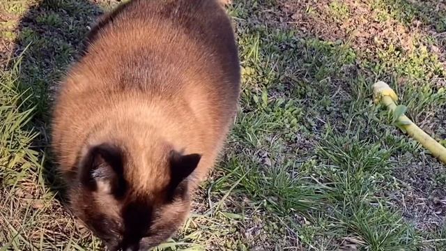 КОШКА В ШОКЕ, ПРИЕХАЛА НА ДАЧУ. Пробует есть травку смотреть онлайн