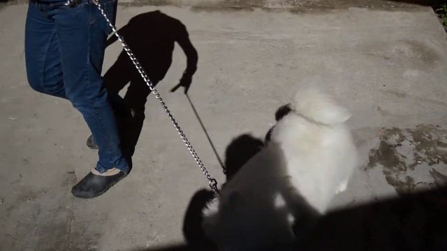 Продаем девочку самоедской лайки смотреть онлайн