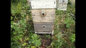 методика однокорпусного улья с магазинами - часть 4 ( роевое состояние семьи )