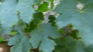 Сорт винограда Восторг мускатный.