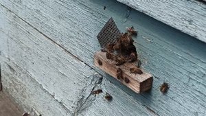 ПЧЁЛЫ ??. КАК УВЕЛИЧИТЬ БЫСТРО ПАСЕКУ И ПОЛУЧИТЬ МЁД.