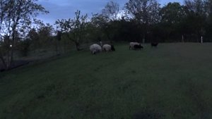 Первые  #деньги с овец.?овцы на даче