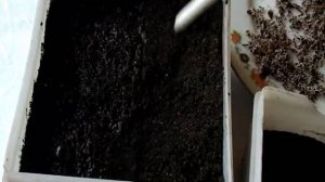 Сеем красавицу СТАТИЦУ ТАТАРСКУЮ.