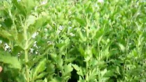 Хризантема Выращивание Часть 7