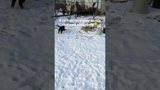 Игры на свежем воздухе#щенок#зарядка#доброеутро#хич#цвергшнауцер#работанаудаленке#