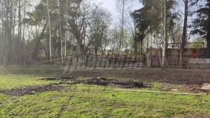 В Кубинке на нелегальной ферме массово гибнут животные, а их останки гниют под открытым небом