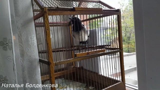 Работаю//кормим сороку//пересаживаю. смотреть онлайн