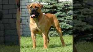 10 Самых злых пород собак в мире