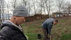 Садим молодые липки у себя на пасеке. Обзор нашего пруда.