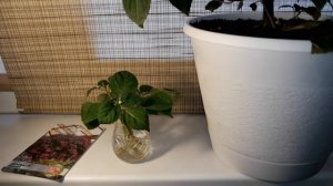 ЧЕРЕНКОВАНИЕ БАЛЬЗАМИНА /САМЫЙ ЛЕГКИЙ СПОСОБ ?